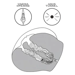 Lovetoy Streetgirl's 12 - művagina torzó és tanga (sötét natúr)
